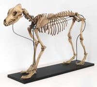 Hond Ferwert Fries Museum